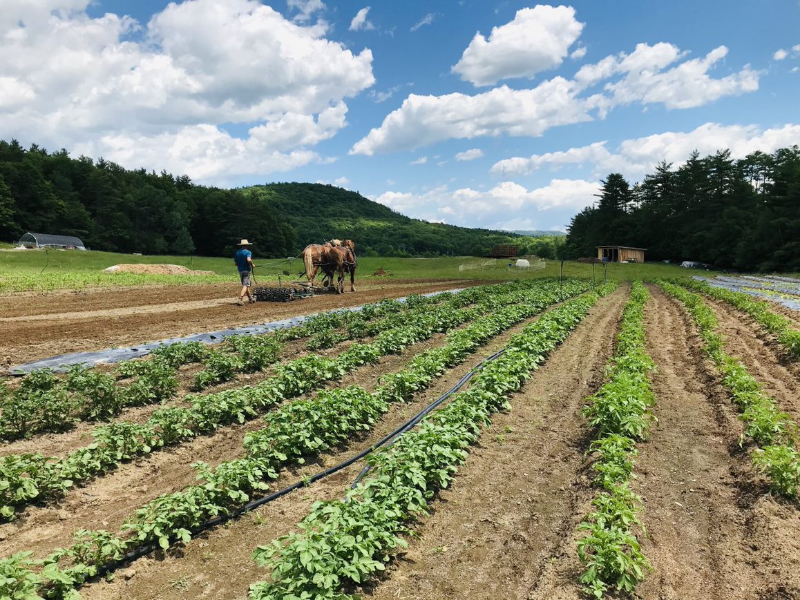 horses being used to work on a large farm field